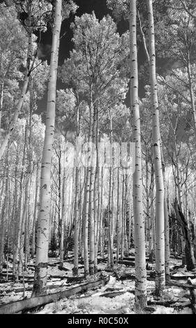 Modifica di Aspen - Southern Utah Montagne Foto Stock