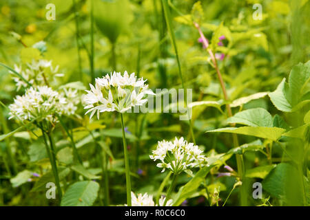 Vista dettagliata di fiori bianchi di aglio selvatico lascia sul prato verde con la luce solare Foto Stock