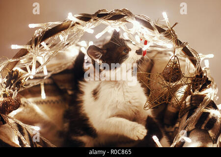 Carino kitty giocando a basket con luci e ornamenti sotto l'albero di Natale in sala festosa. Buon Natale concetto. Immagine atmosferica. Spazio per tex Foto Stock