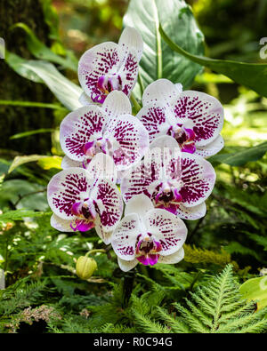 Mazzetto di phalaenopsis (moth sagomato) orchidee al Giardino Botanico in Hilo, Hawaii. Petali di colore bianco screziato di porpora. Foto Stock