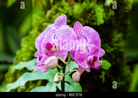 Mazzetto di phalaenopsis (moth sagomato) orchidee al Giardino Botanico in Hilo, Hawaii. Rosa petali a strisce; felci e foglie verdi in background. Foto Stock