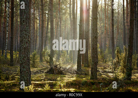 Alberi di alto fusto in una splendida pineta in una mattina di autunno Foto Stock