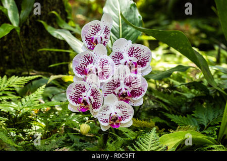 Mazzetto di phalaenopsis (moth sagomato) orchidee al Giardino Botanico in Hilo, Hawaii. Petali di colore bianco screziato di porpora. Foto Stock