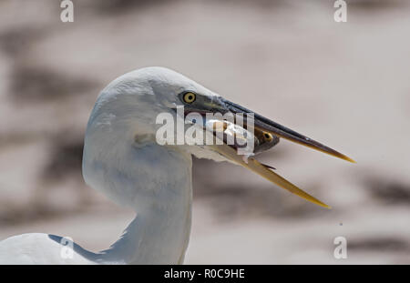 Big heron con pesce ottiene una chiusura headshot, holbox, Messico. Foto Stock