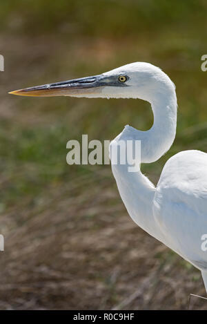 Airone bianco maggiore si ottiene un close up colpo alla testa, holbox, Messico. Foto Stock