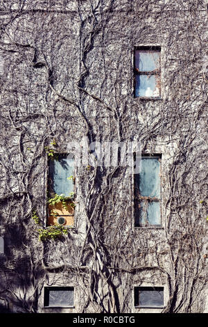 Muro di pietra e windows di un vecchio abbandonato edificio storico ricoperti di edera a secco Foto Stock