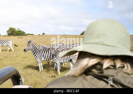 Donna in safari africano a guardare e scattare foto di zebre e di altri animali selvatici a sunrise. Close-up shot con un caloroso e autentico momento. Foto Stock