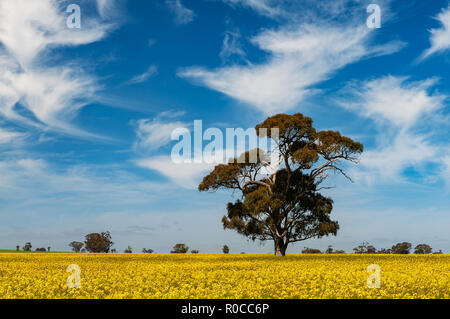 Un enorme albero di gomma in un campo di canola. Foto Stock