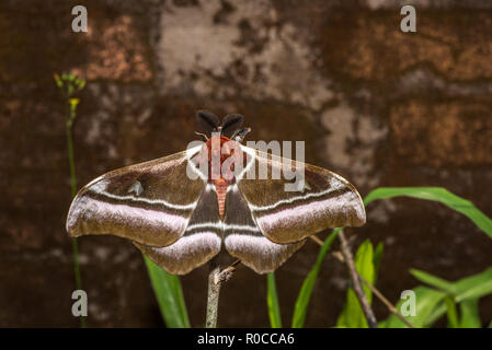 Giant Madagascar imperatore moth Foto Stock