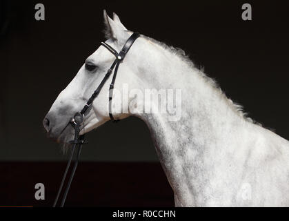 Puro Cavallo Spagnolo o PRE, ritratto contro uno sfondo chiaro Foto Stock