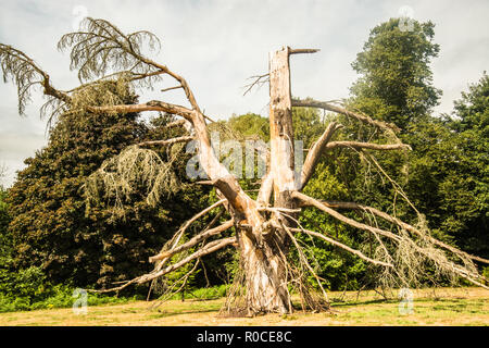 Finito di alleggerimento della struttura ad albero della Foresta di Sherwood Inghilterra Ray Boswell Foto Stock