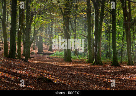 Autunno mattina passeggiata nella foresta nella foresta di faggio con tappeto di foglie e di sun streaming attraverso gli alberi, Wales, Regno Unito Foto Stock