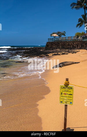 Hawaiian Foca Monaca in appoggio sulla sabbia presso Poipu Beach, Kauai, Hawaii Foto Stock