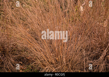 Poco bluestem su un nuvoloso giorno d'autunno. Noto anche come Schizachyrium scoparium o la barba di erba. Foto Stock