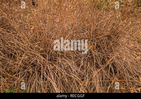 Poco bluestem su un nuvoloso giorno d'autunno. Noto anche come Schizachyrium scoparium o la barba di erba. Foto Stock