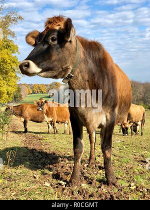 Jersey di mucca e di mandria di mucche in pascolo organico nel New England in autunno con la caduta delle foglie e cielo blu Foto Stock