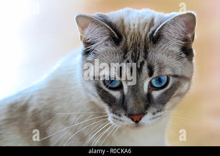 Un comune housecat con vivaci occhi blu con un background di pesche Foto Stock