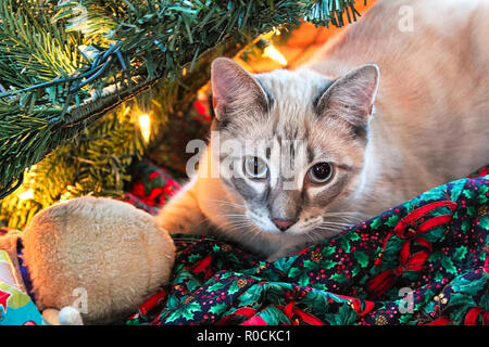 Un gatto che si nasconde in un albero di Natale con il suo giocattolo Foto Stock