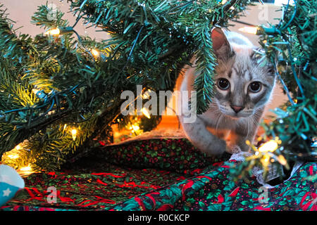 Un gatto scherzosamente gli stocchi attraverso un albero di Natale Foto Stock