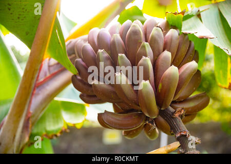 Close-Up di organico fresco rosso della banana Bunch Foto Stock