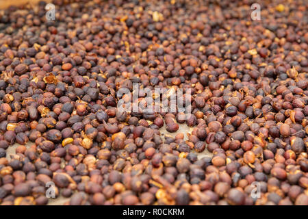 Close-up di caffè crudo fagioli essiccamento in cassa Foto Stock