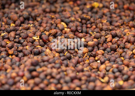 Il caffè crudo red cherry frutti fagioli essiccamento in cassa Foto Stock