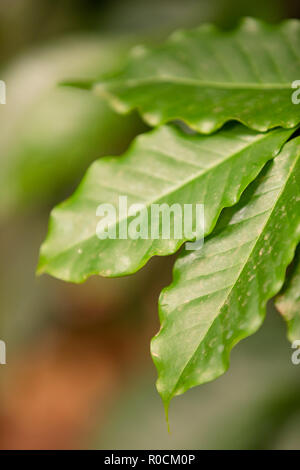 Close-up di una foglia al caffè organico impianto di frutti in fattoria Foto Stock