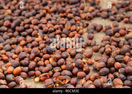 Close-up di caffè crudo fagioli essiccamento in cassa Foto Stock