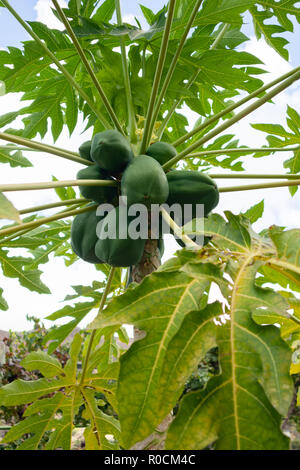 Verde fresche Papaie appeso su albero a livello di azienda Foto Stock