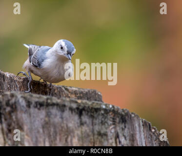 Bianco-breasted picchio muratore a Tylee Marsh, Rosemere, Quebec, Canada Foto Stock