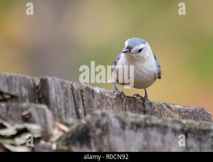 Bianco-breasted picchio muratore a Tylee Marsh, Rosemere, Quebec, Canada Foto Stock