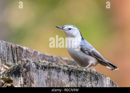 Bianco-breasted picchio muratore a Tylee Marsh, Rosemere, Quebec, Canada Foto Stock