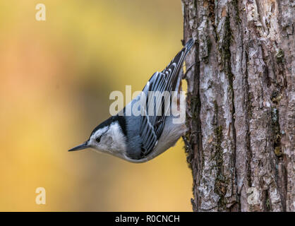 Bianco-breasted picchio muratore a Tylee Marsh, Rosemere, Quebec, Canada Foto Stock