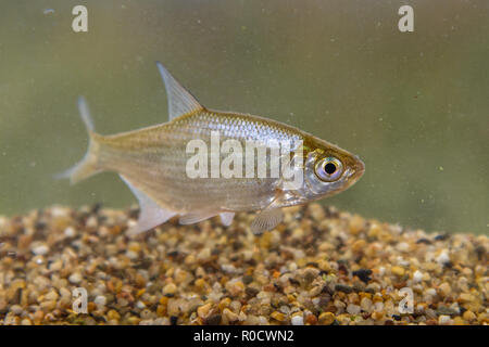 Argento piccole breme (Blicca bjoerkna) sono molto simili nell'aspetto complessivo per il comune immaturi o bronzo (orate Abramis brama) Foto Stock