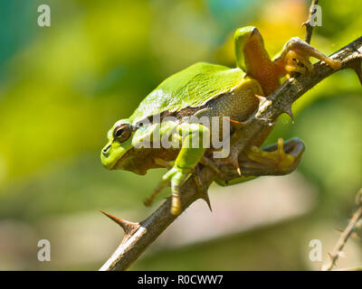 Raganella (Hyla arborea) salendo su un ramo di Blackberry nel suo habitat naturale Foto Stock