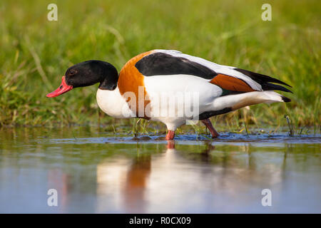 Shelduck comune animale maschio (Tadorna tadorna) passeggiate lungo la riva in una zona umida e in cerca di cibo. Si tratta di una specie di uccelli acquatici e diffusa in E Foto Stock