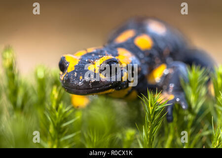 Fire salamandre (Salamandre salamandre) vivono in Europa centrale foreste decidue e sono in declino in numeri Foto Stock