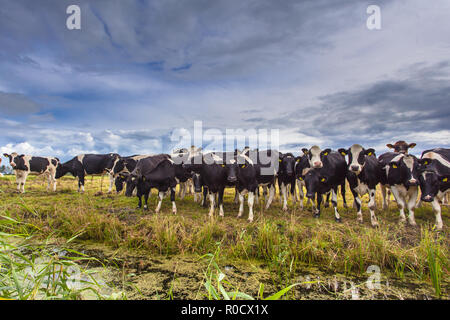 Gruppo di vacche in una fattoria prato, cresciuto per carne biologica Foto Stock