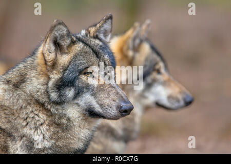 Due appoggi grigio eurasiatico Wolfs (Canis lupus lupus). Essa è la più specializzata gli stati del genere Canis, come dimostrato dalle sue caratteristiche morfologiche adapta Foto Stock