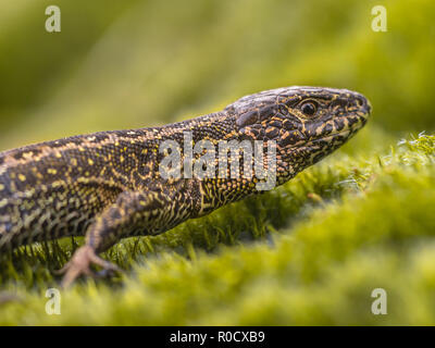 Biacco (Lacerta agilis) in habitat naturale sul verde muschio Foto Stock