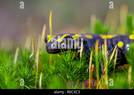 Fire salamandre (Salamandre salamandre) vivono in Europa centrale foreste decidue e sono più comuni nelle zone umide. Foto Stock