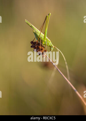 Phaneroptera falcata è una specie di 'katydids grilli' appartenenti alla famiglia Tettigoniidae Phaneropterinae sottofamiglia. Foto Stock