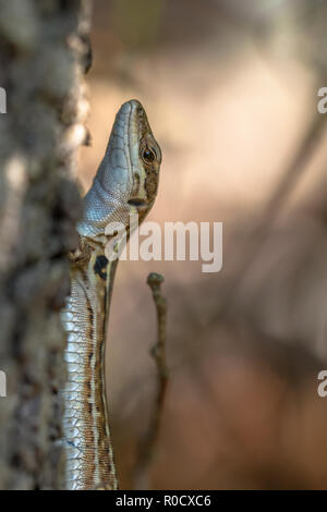 Una di medie dimensioni lizard con un lungo corpo snello con una grande testa profonda, muscolare degli arti, e una coda fino a due volte la lunghezza del corpo. Foto Stock