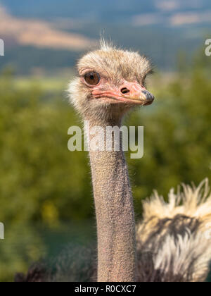 Lo struzzo o comune (struzzo Struthio camelus) è di uno o due specie di grandi flightless uccelli nativi a Africa Foto Stock