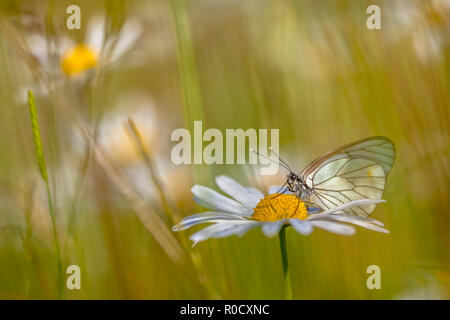 Nero-bianco venato (Aporia crataegi) poggiante su Oxeye daisy (Leucanthemum vulgare) in un campo di erba Foto Stock