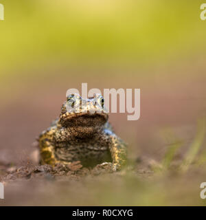 Natterjack toad (Epidalea calamita) in piedi sulle gambe anteriori a guardare più in la distanza. Con copyspace Foto Stock