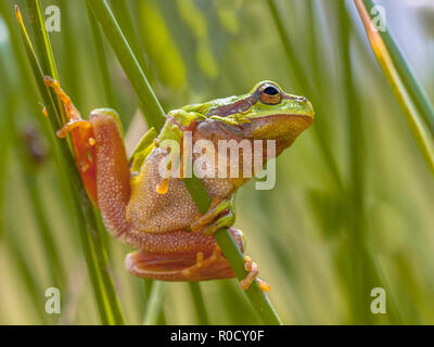 Raganella (Hyla arborea) ottenere pronto per passare dal comune rush (Juncus effusus) Foto Stock