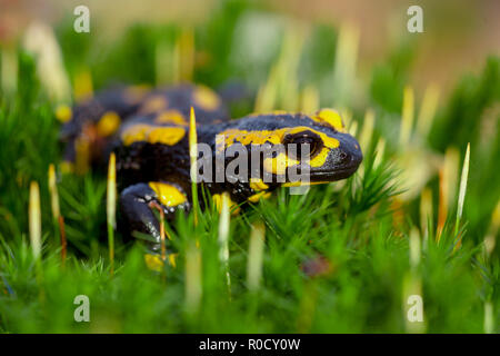 Fire salamandre (Salamandre salamandre) vivono in Europa centrale vecchie foreste umide e sono più comuni nelle zone umide. Foto Stock