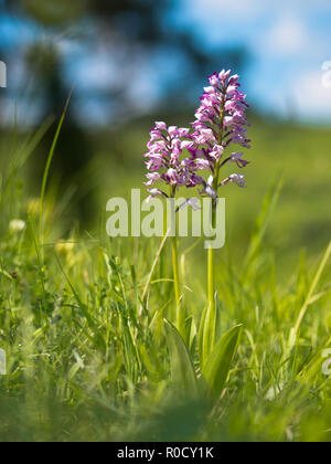 Orchidea militare (Orchis militaris) in un nuovo campo di erba Foto Stock
