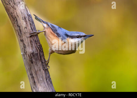 Eurasian picchio muratore, legno picchio muratore; Sitta europaea, aggrappandosi a testa in giù per un ramo Foto Stock